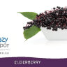 Ароматизатор TPA Elderberry за 150 руб. Ароматизатор TPA Elderberry за 150 руб.