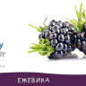 Ежевика