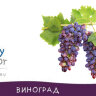 Виноград